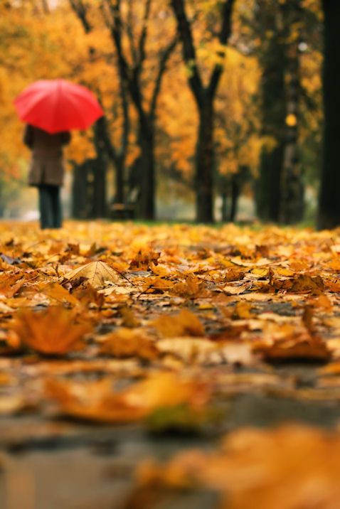 Fallen Leaves