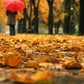 Fallen Leaves