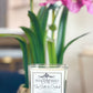 Sea Salt & Orchid